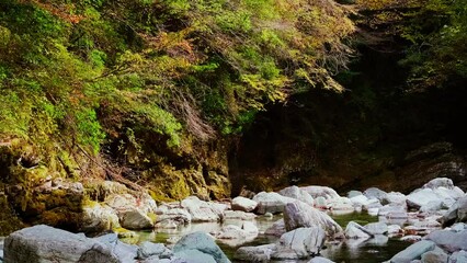 Wall Mural - beautiful view of red maple leaves by the river in autumn, yasui gorge in kochi prefecture in japan,
