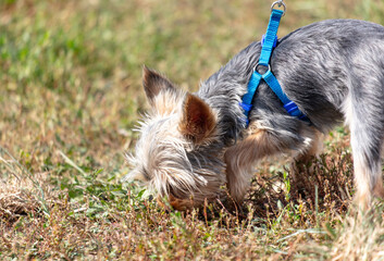 Wall Mural - A dog sniffs the grass in the park