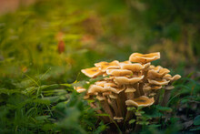 Group Of Small Mushrooms In A Grass