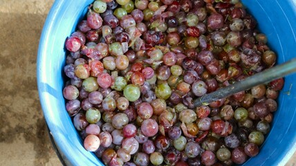 a blue plastic container filled with multi-colored ripe grapes with a metal tube for mixing close-up, household items for preparing grape wine at home, a bucket with a grape harvest as an ingredient