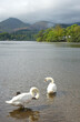 Swans on the shores of Derwentwater at Keswick in the Lake District