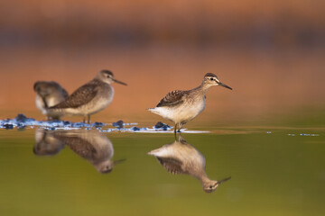 shorebirds - wood sandpiper tringa glareola, wildlife poland europe