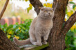 cat climbing a tree and comes down from the tree. Cat on the tree on a natural background.