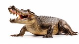 Fototapeta Zwierzęta - Crocodile with large open jaws isolated on white background.