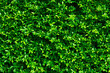green leaves wall background, leaf wall nature background