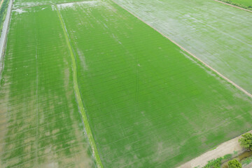 Wall Mural - aerial view from flying drone of Field rice with landscape green pattern nature background, top view field rice