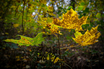 Wall Mural - feuilles d'arbres en forêt aux couleurs d'automne