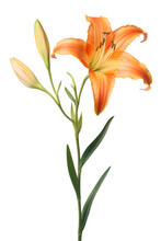 Yellow Day Lily Flower On Transparent Background