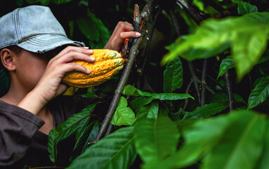 Sticker - Cocoa farmer use pruning shears to cut the cocoa pods or fruit ripe yellow cacao from the cacao tree. Harvest the agricultural cocoa business produces.