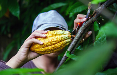 Sticker - Close-up hands of a cocoa farmer use pruning shears to cut the cocoa pods or fruit ripe yellow cacao from the cacao tree. Harvest the agricultural cocoa business produces.