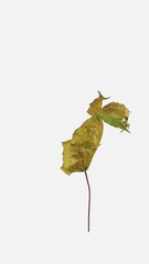Wall Mural - Time lapse of resurrection yellow Maple leaf isolated on white background, vertical orientation