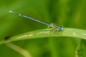 Wall Mural - Macro of a male of the white-legged damselfly or blue featherleg (Platycnemis pennipes) - blue small damselfly
