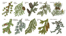 Coniferous Plants Branches Vector Set