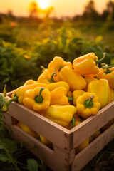 Wall Mural - Peppers harvested in a wooden box with field and sunset in the background. Natural organic fruit abundance. Agriculture, healthy and natural food concept. Vertical composition.