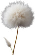 White Bunny Tail Flower Isolated on Transparent Background