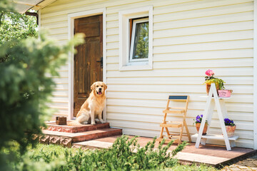 Loyal Golden Retriever Dog sitting on the house doorstep and waiting his owner. Top Quality Pedigree Dog Breed Specimen Shows it's Smartness, Cuteness, Noble Beauty. Best friend concept. Countryside