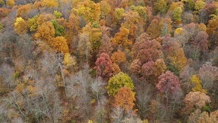 Wall Mural - autumn foliage on the forest tops of trees from above,