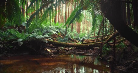 Wall Mural - Californian redwood forest, Otway National Park, Australia