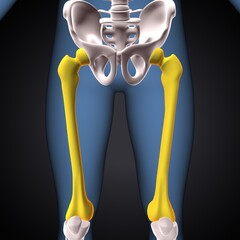 Wall Mural - human skeleton knee,patella and fibula anatomy system. 3d illustration