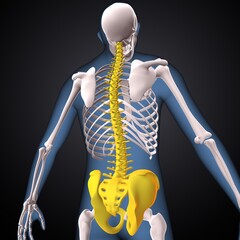 Wall Mural - Human Skeleton Hip or Pelvic bone Anatomy. 3d illustration