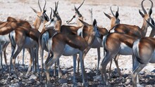 A Herd Of Wild African Antelopes Stands In The Shade Of An Acacia Tree During The Day In A National Park