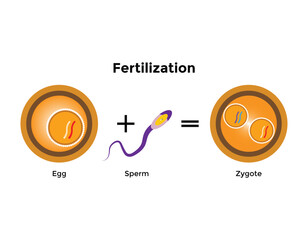 Human fertilization is the union of a human egg and sperm