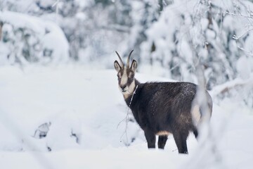 Wall Mural - chamois in winter forest. Winter scene with horn animal. Rupicapra rupicapra. Animal from Alp.