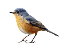 Blue-fronted Redstart Bird Isolated On Transparent Or White Background, Png