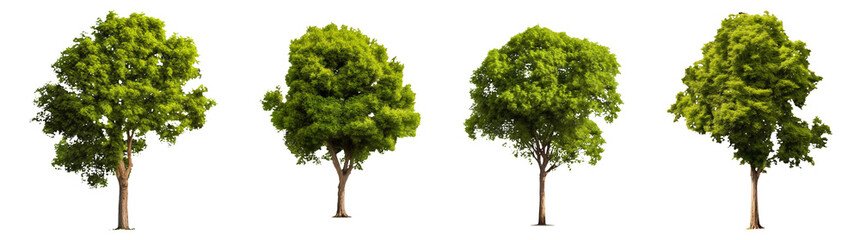 Wall Mural - Collection set of trees isolated on transparent or white background, png