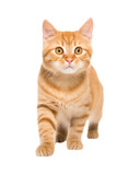 Fototapeta Koty - Orange tabby cat isolated on transparent or white background, png