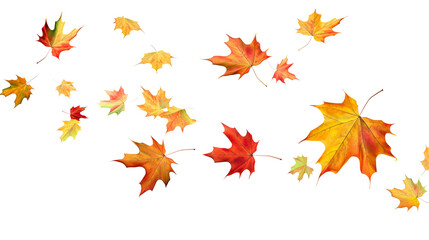 Wall Mural - leaves fluttering in the wind isolated on transparent or white background, png