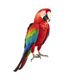 Fototapeta Zwierzęta - Scarlet Macaw parrot isolated on transparent or white background, png