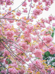  겹벚꽃 핀 봄날(A spring day when double cherry blossoms bloom)