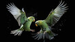 A pair of energetic parakeets captured in a dynamic pet photography session