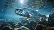 Salmon fish swim in the white-water rivers of northern territory, or Alaska. Brown trout, underwater photo, preparing for spawning in its natural river habitat, shallow depth of field