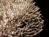 Fototapeta Do akwarium - nice coral sea background