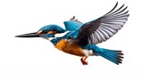 Fototapeta  - Watercolor kingfisher with jungle flower, isolated in white background