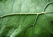 © Alicina - Detailed structure of a green leaf. AI generated