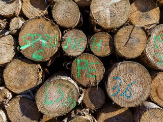 Texture of cut tree trunks