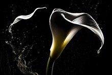 Calla Lily On Black Background
