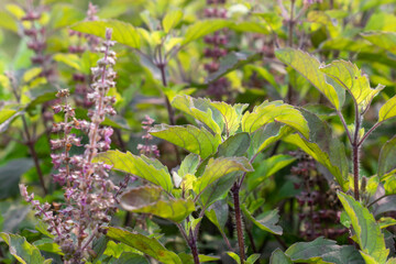 Medicinal plant green tulsi or holy basil herb, Fresh holy basil (Ocimum tenuiflorum) leaves and flower on green background