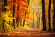 depiction of vibrant autumn forest, where the trees are adorned with colorful foliage, creating symphony of warm hues against the cool backdrop of the woods