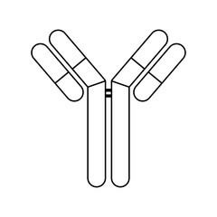 Single antibody immunoglobulin molecule. Schematic structure of an antibody. Scientific resources for teachers and students. Vector illustration isolated on white background.