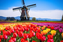 Scene That The Fusion Of Vibrant Tulip Fields And Traditional Windmills, Capturing The Cultural Richness And Visual Harmony Of Countryside Landscape