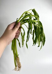 Hand holding weak not so fresh kangkung or raw water spinach. Isolated food photography on plain white background.