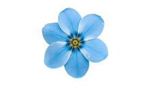 Blue Flower With Water Drop Isolated On Transparent Background Cutout