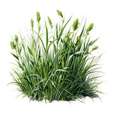 Fototapeta  - Grass Plant, Realistic Watercolor Art