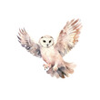 Watercolour paintings of a barn owl isolated on white background as transparent PNG, hand dawn animal clipart 300 DPI
