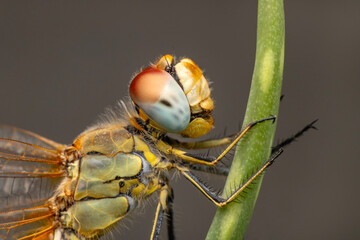 Wall Mural - Macro shots, showing of eyes dragonfly and wings detail. Beautiful dragonfly in the nature habitat.