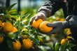 Worker picks oranges in the garden